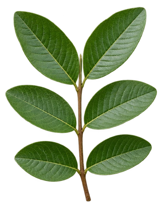 Guava leaf