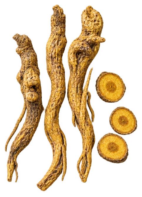 Baikal skullcap root