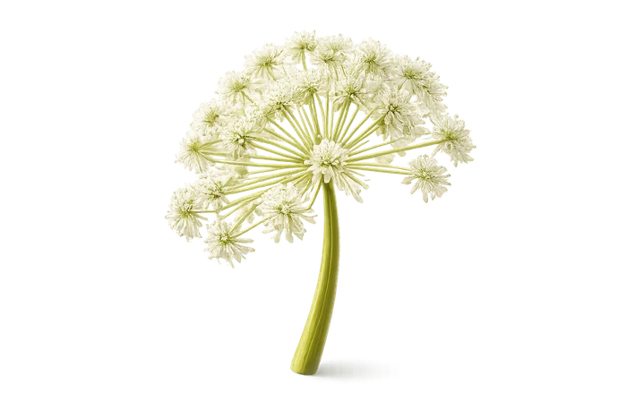 Angelica gigas root